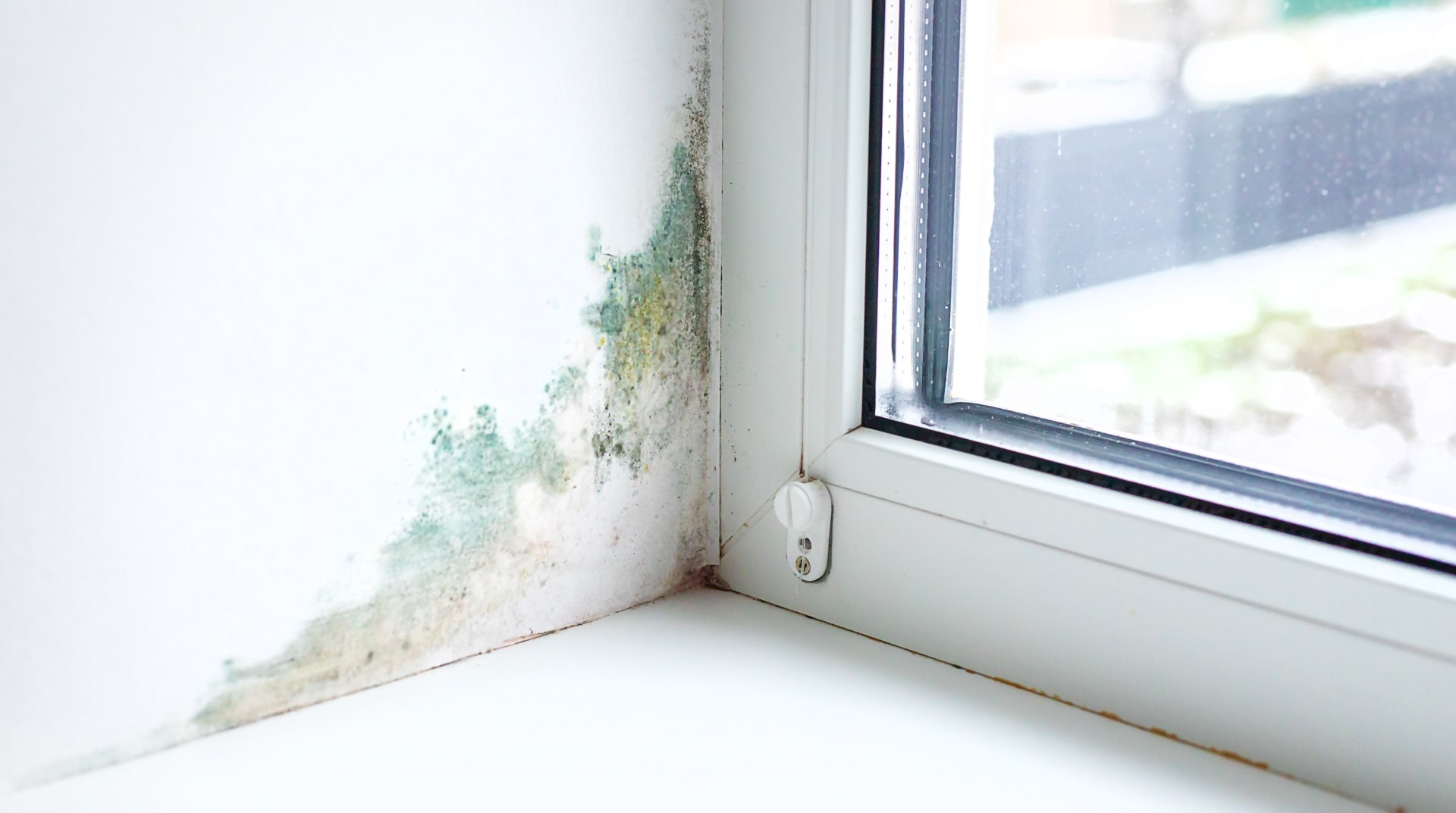Schimmel am Fenster - Besser Schmitz für umfassende Schimmelsanierung am und im Haus